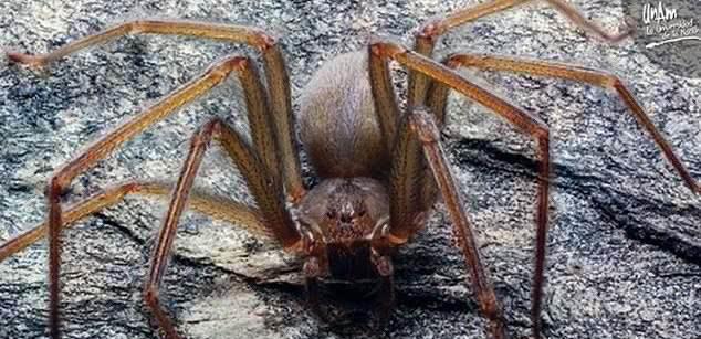 原创墨西哥发现剧毒蜘蛛新物种:生活在家具里,被咬一口肉就会腐烂