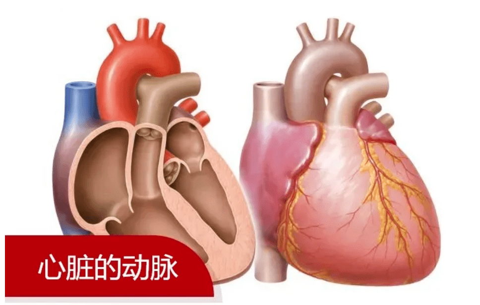 血液净化真的可以逆生长吗?_冠状动脉