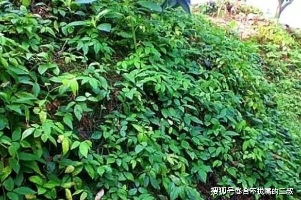 城市友人被邀去挖"石老鼠",居然是去挖一种植物