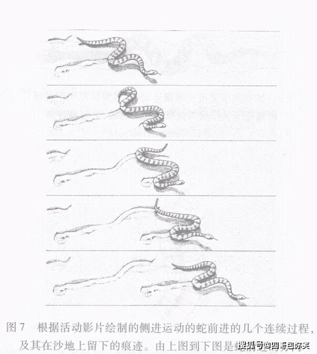 退化四肢,反而练就一身上天下海的本事?盘点蛇类奇葩的运动方式