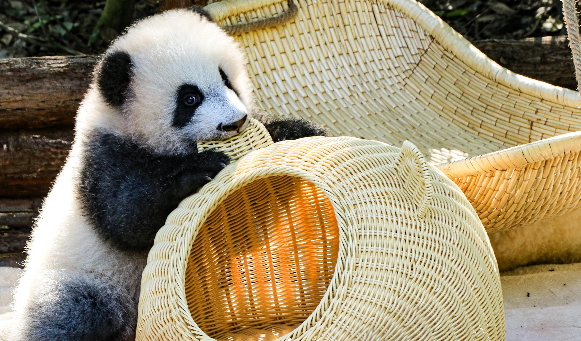 原创四川绵竹惊现野生食铁兽状态极佳自然界鲜有敌手