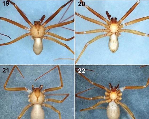 墨西哥惊现新型毒蜘蛛,虽不致命,但咬人一口能使大片