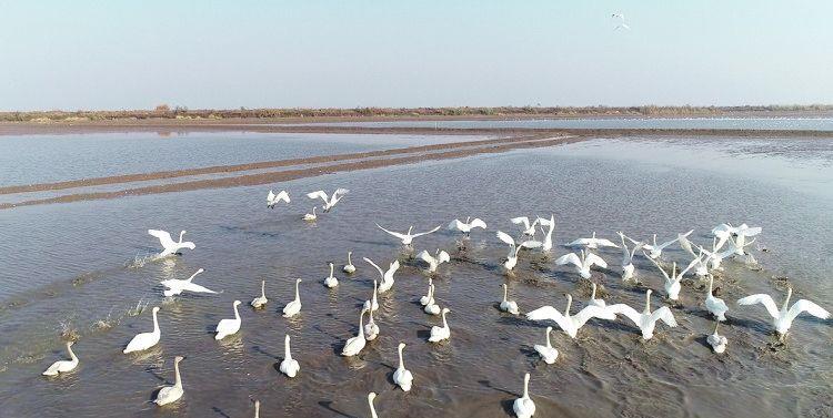 12月17日,宿松华阳河湖群省级自然保护区里,候鸟在稻虾田觅食,嬉戏.