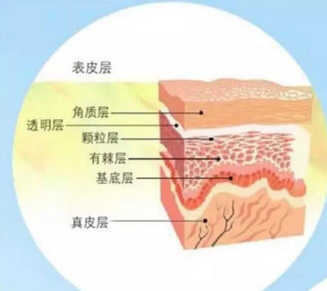 je莫倩涂抹的护肤品都到皮肤哪一层呢能到达真皮层吗