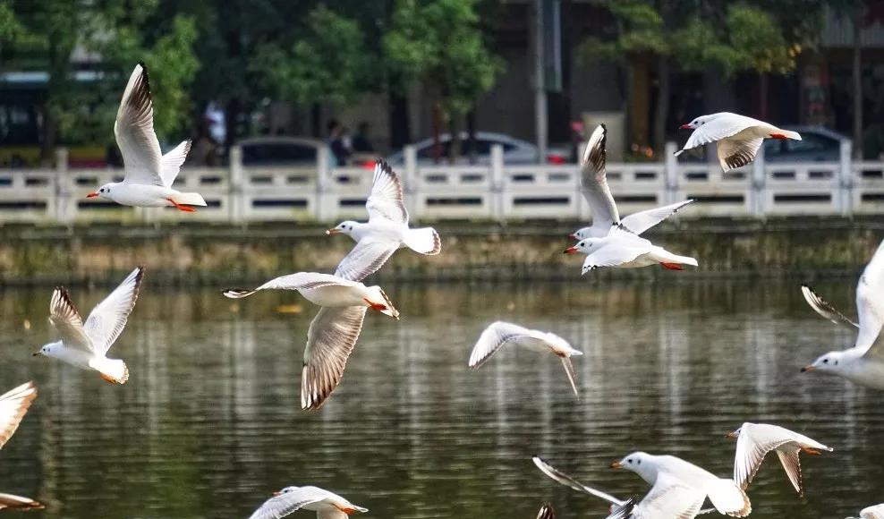 如果不出昆明城,就想看到"海鸥 市中心的翠湖公园是最好的去处 小学