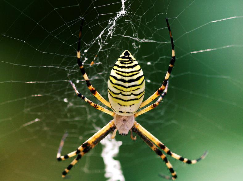 蜘蛛结网时,第一根线是怎么到另一边的呢?