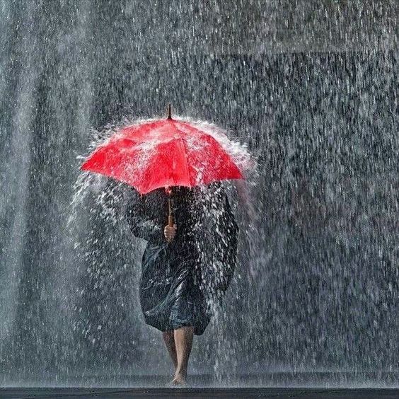 大暴雨前,这些花赶紧拿回屋,再淋雨就死了