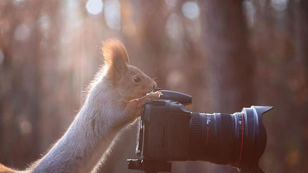 原创俄罗斯摄影师拍下松鼠在雪中玩耍的照片,简直萌翻了!