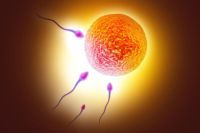 科学界重大发现精子和卵子结合会发光像庆祝新生命的诞生
