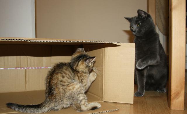 猫咪喜欢"躲猫猫"的背后,到底在想些什么?