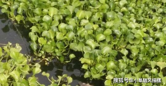 原创水葫芦入侵泛滥危害有多大找准其弱点一招就能高效治理水葫芦