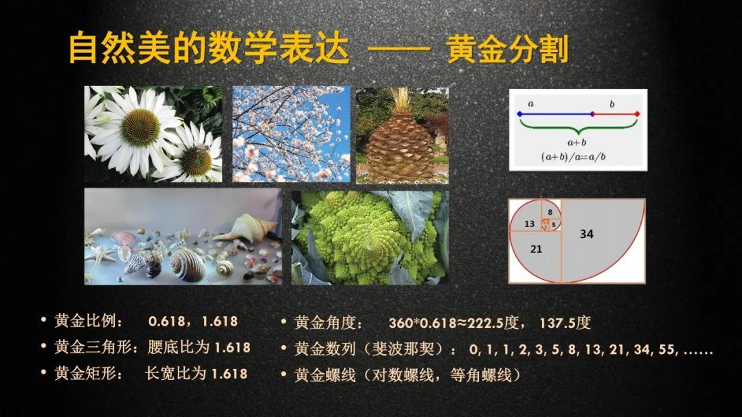 【cc讲坛】梁进:大自然是个数学老师_黄金分割