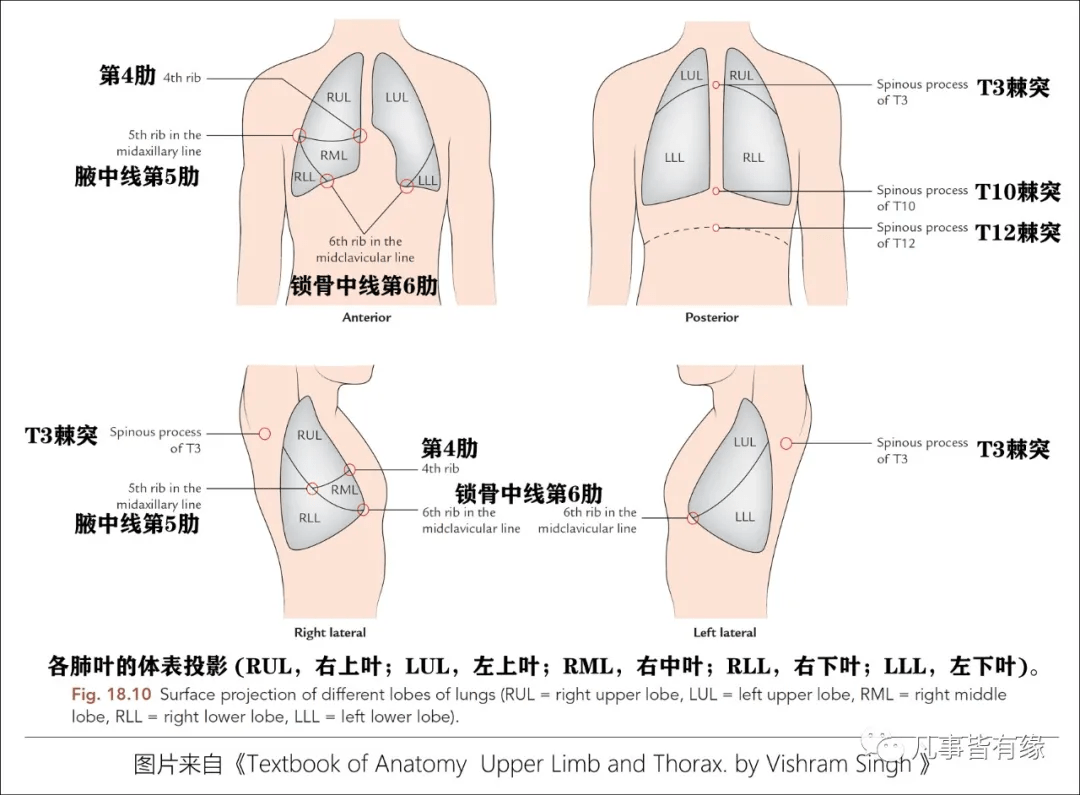 好漂亮的肺部解剖