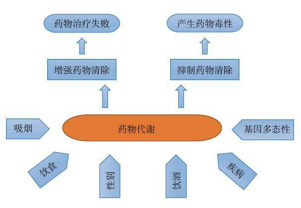 这类药去控制药酶这个管理员,让它消极怠工,这样药物通过代谢通道就慢