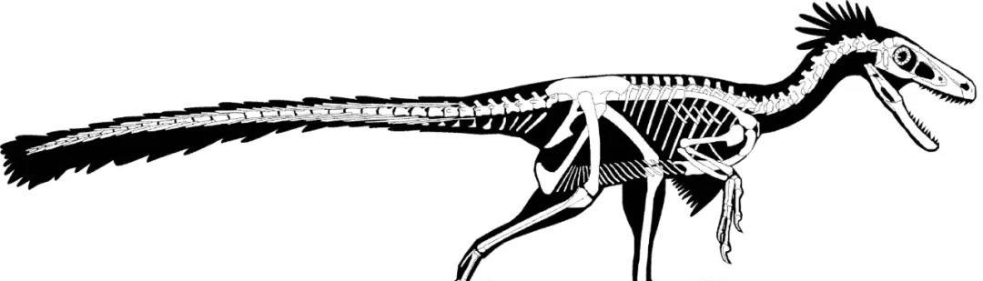 6700万年前的这种有羽恐龙,可能是最后的迅猛龙_化石