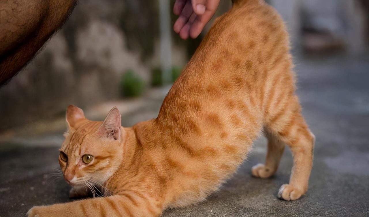 猫咪"伸懒腰"的8个含义,全知道的,说明你很懂它