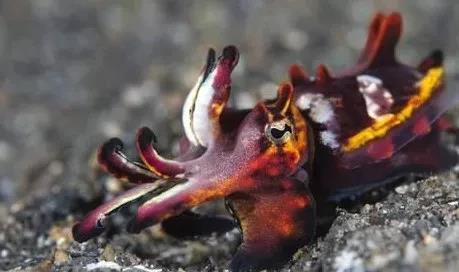 原创世界唯一有剧毒的乌贼毒性堪比蓝环章鱼很多人竟养它当宠物
