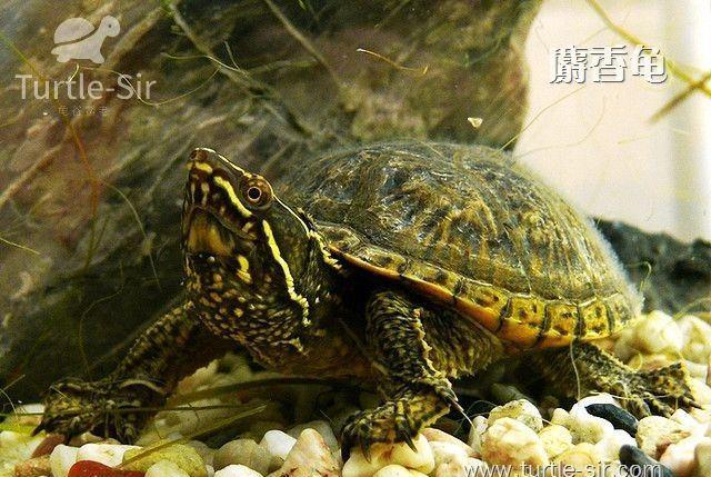 麝香龟能长多大, 麝香龟寿命多少「龟谷鳖老」