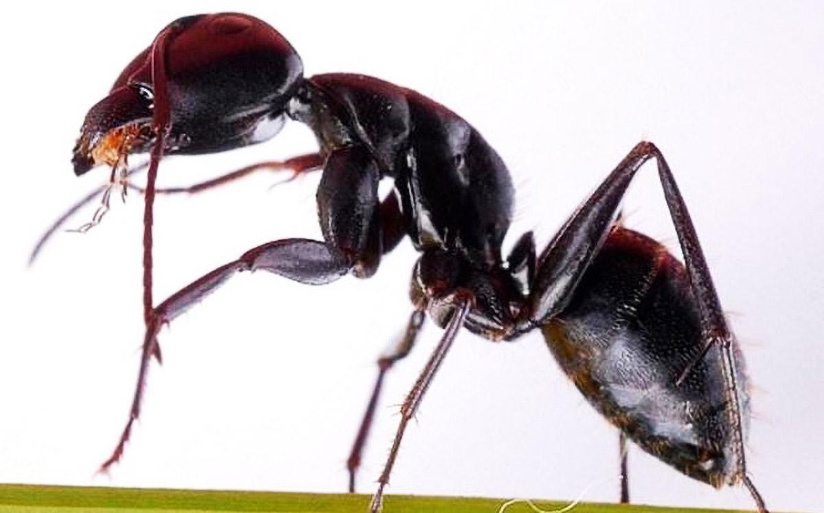 原创如果将蚂蚁放大100倍,它能打得过比特犬吗?答案出人意料!