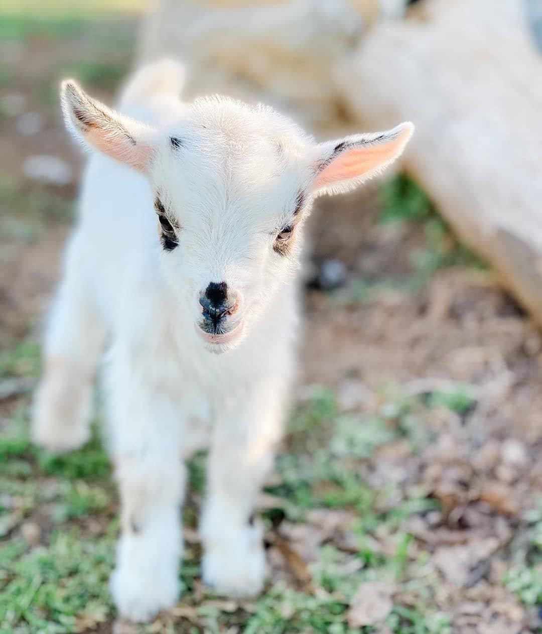 长大,永远停留在照片里的这一刻,这样能晚一点面对杀戮吧~ 您喜欢小羊