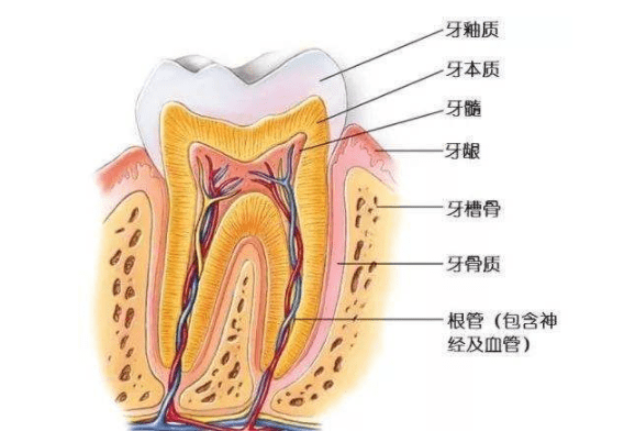 牙齿敏感能用电动牙刷吗?3年牙齿敏感患者亲身讲述