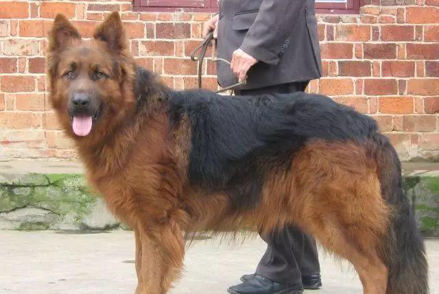 中国狼和家狗杂交的第一代神犬:中华长毛狼犬超霸气