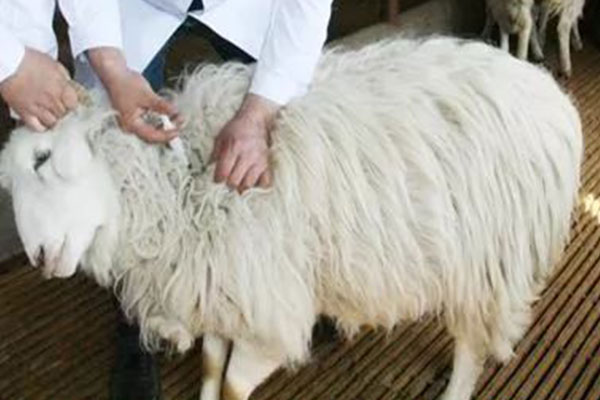 羊支原体肺炎如何防治羊支原体肺炎的综合防治措施