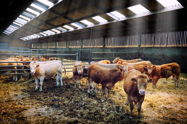 牛场管理:肉牛养殖场日常消毒常识