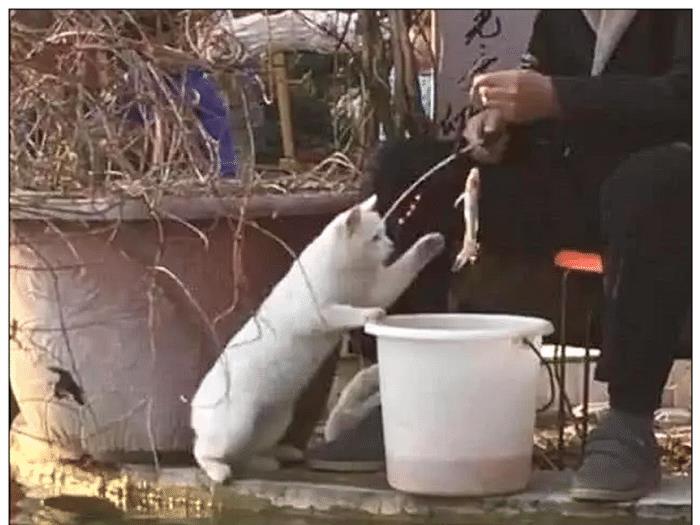 原创男主带着猫咪去钓鱼,钓上一只鱼时,它的反应让人笑喷了