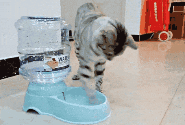 原创遇到爱玩水的猫咪,真的会让铲屎官崩溃