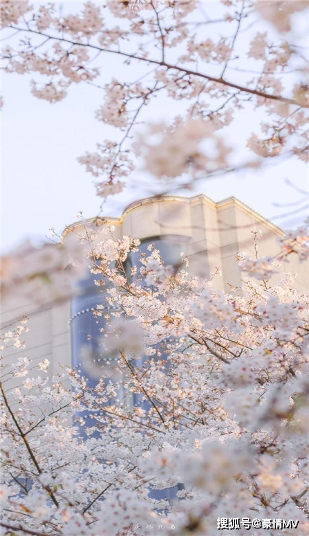 春天唯美粉色桃花手机壁纸图片_一组桃花意境图片素材