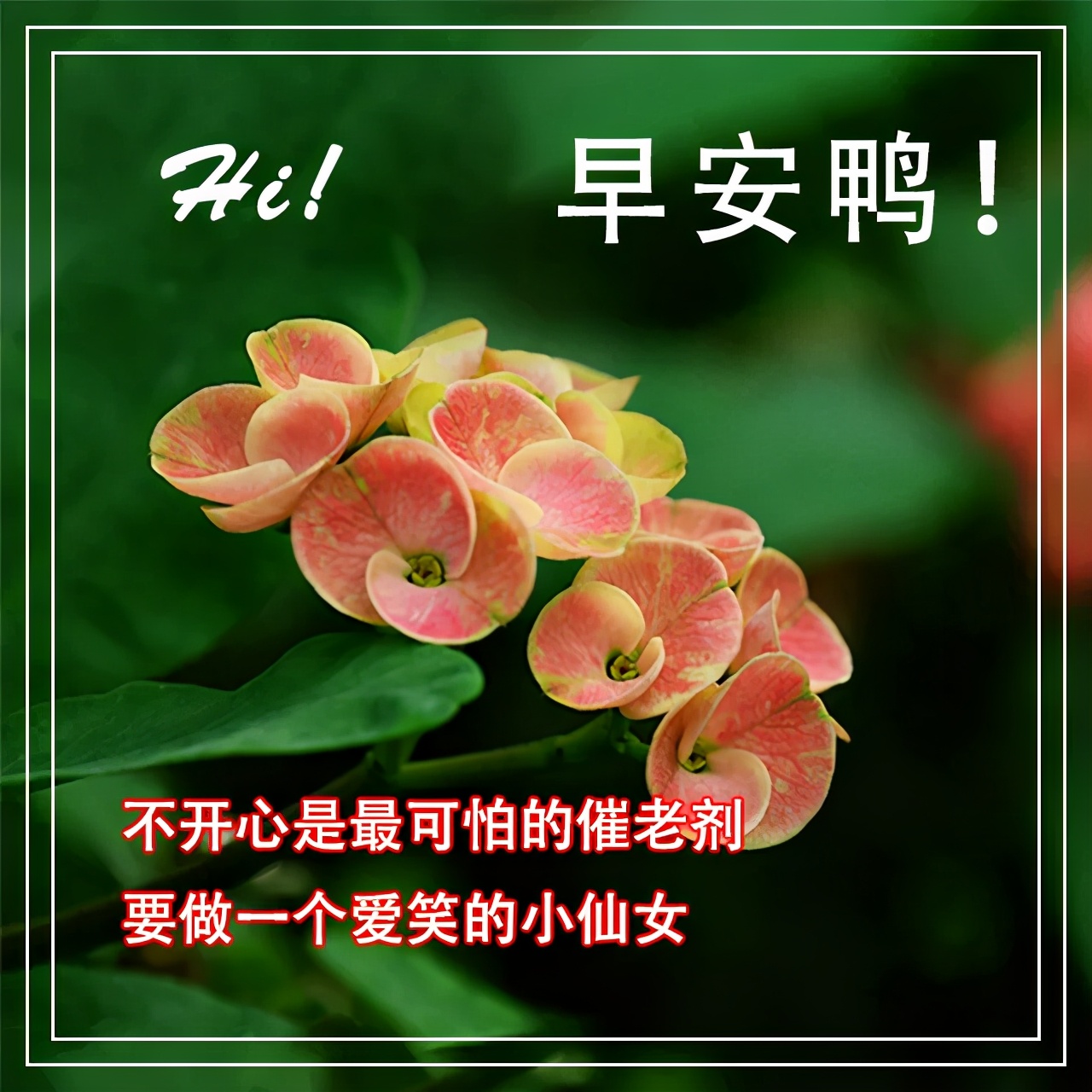 早安心情愉快的句子 早安唯美图片文案 早上好健康平安吉祥祝福语