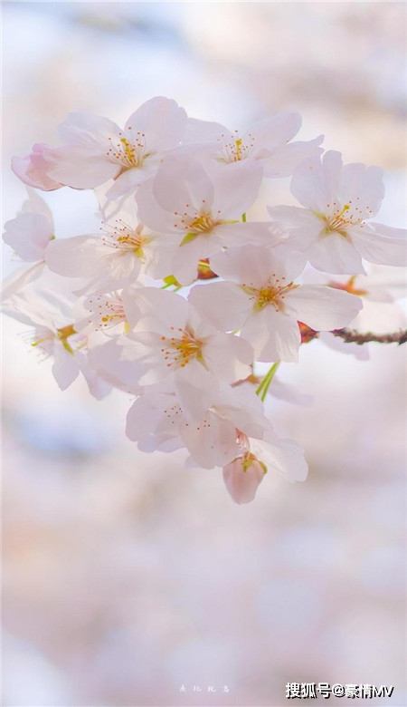 春天唯美粉色桃花手机壁纸图片_一组桃花意境图片素材