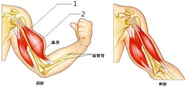 肱二头肌作为协同肌,长头作用参与:肩外展,短头作用参与:肩内收.