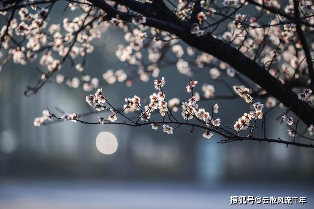 原创王安石一首经典梅花诗,短短20字流传千古