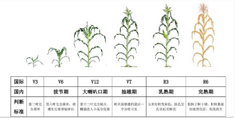 玉米要想棒子大结籽多抽雄期前做好这三点最关键