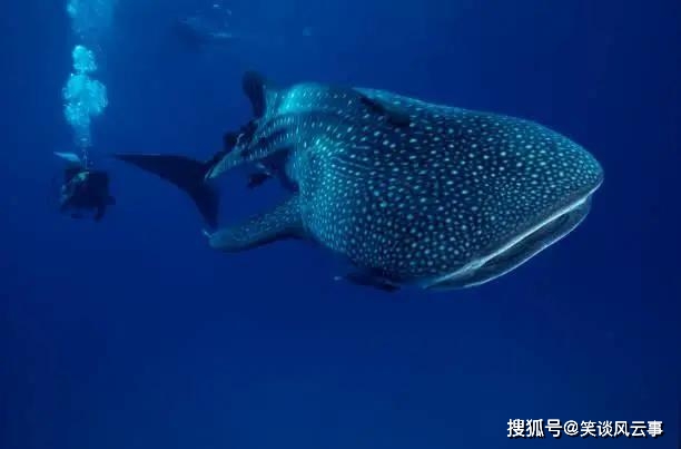原创用核爆炸测鱼的年龄?科学家测了两条鲸鲨,一条35岁,一条50岁