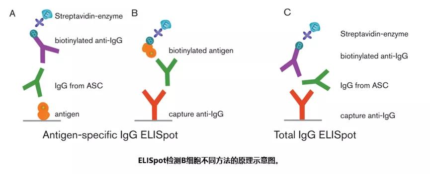 新冠疫苗研究神器elispot酶联免疫斑点分析仪