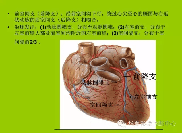 冠状动脉解剖与基本疾病诊断