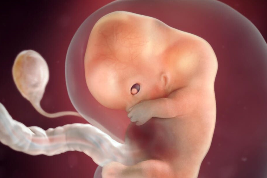 附前12周胎儿发育