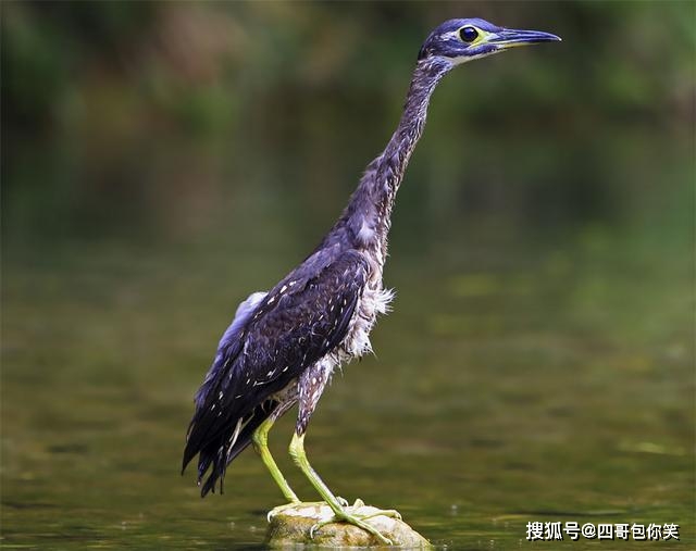 原创千岛湖发现长嘴怪鸟,似鸭子又像鸵鸟,一双大萌眼萌得路人不想走