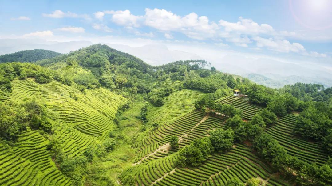 "神仙都难忍"的覃塘毛尖茶_贵港