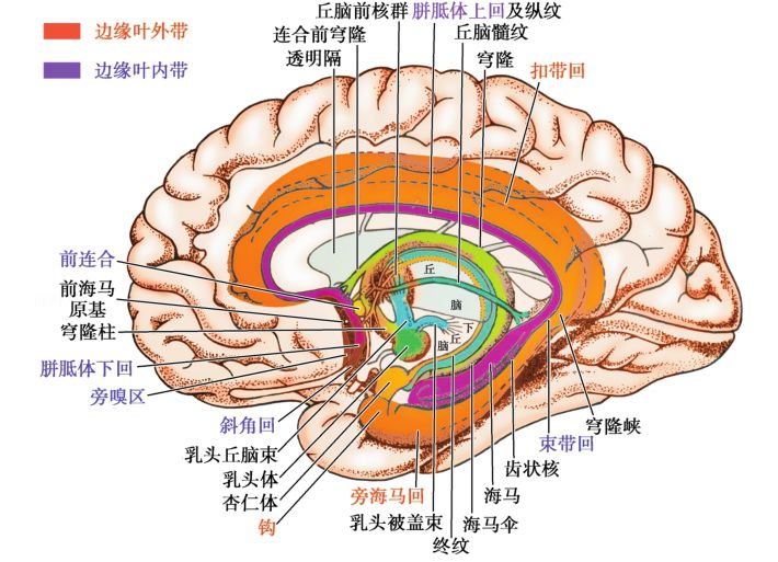 临床神经解剖学精讲太详细了