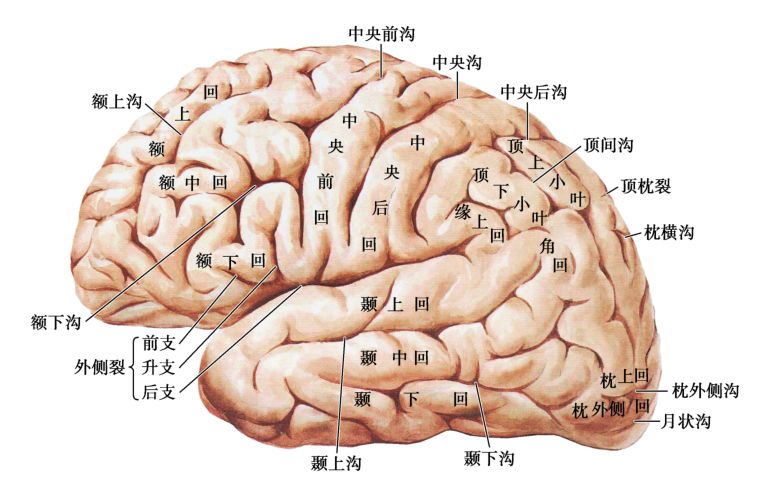 临床神经解剖学精讲 — [太详细了]_大脑