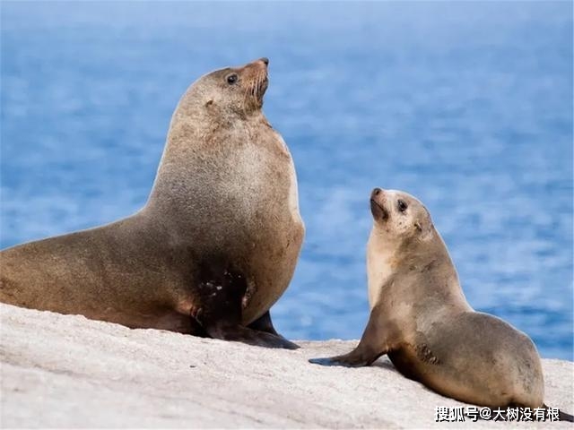 原创青岛海域出现海狗,洄游上千公里不靠岸,还可关闭一半大脑睡一会