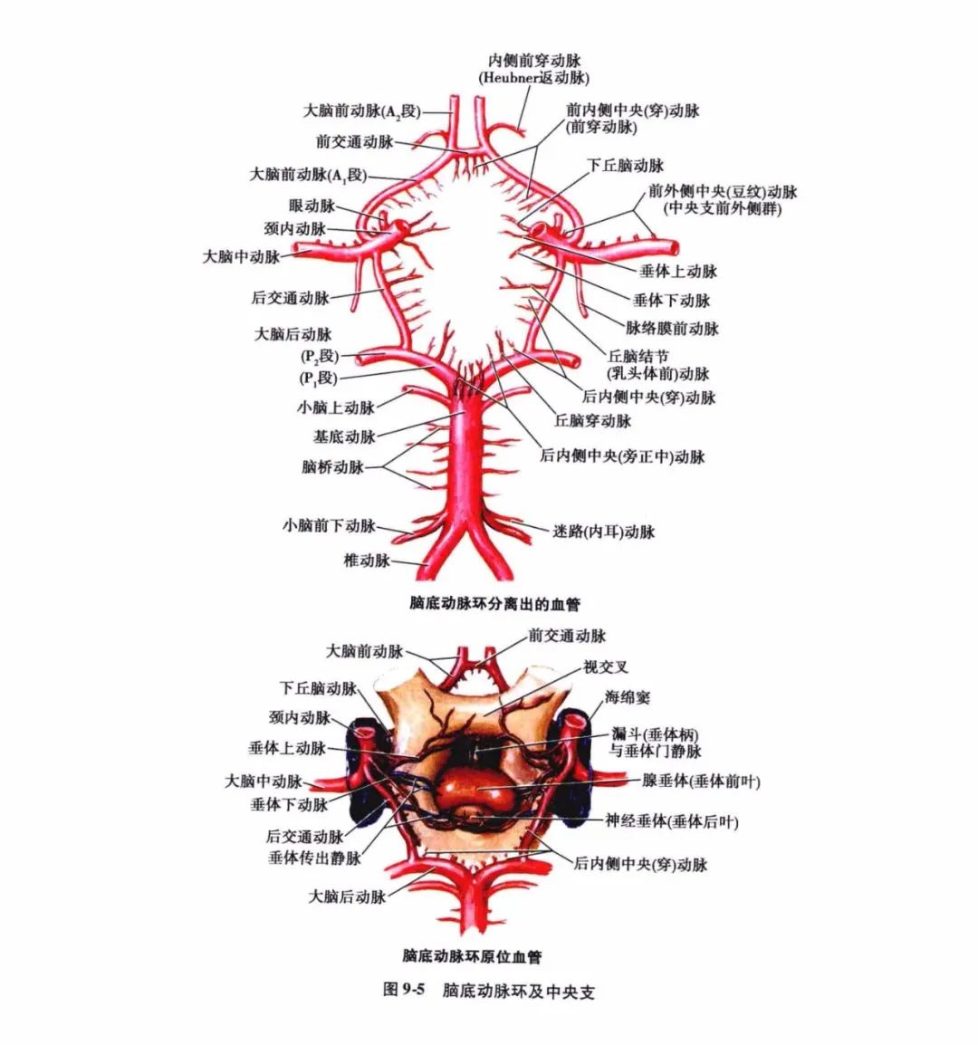 再从吻合网上发出细小的分支,以垂直方向进入脑皮质或延伸至脑髓质