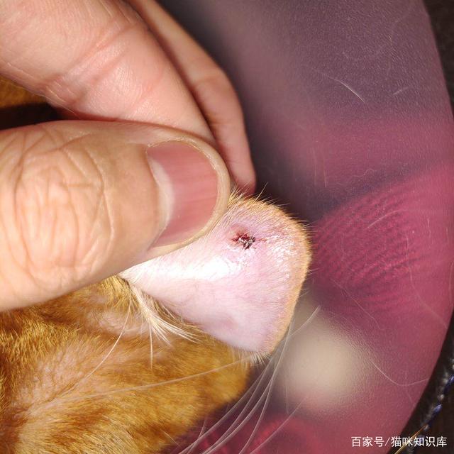 猫咪身上小肿块隐藏大问题!