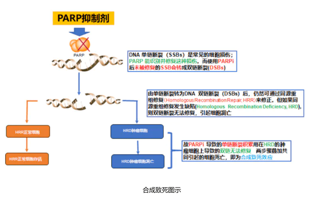 parp抑制剂在肺癌领域中的应用前景