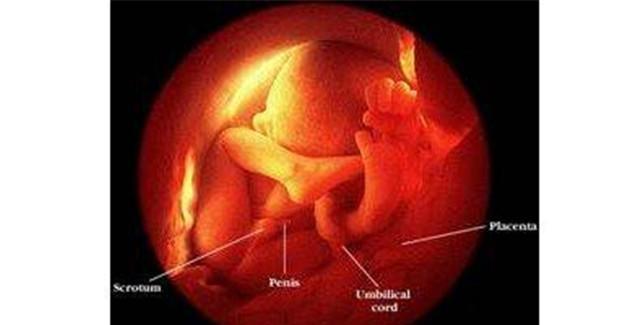 育儿说 怀孕八个月的胎儿男婴是什么样子的_子宫