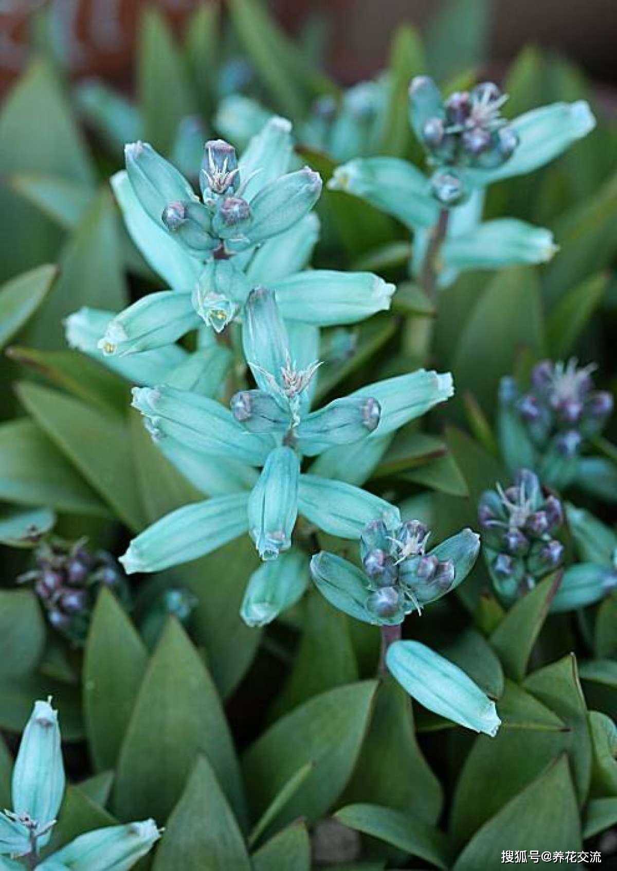 原创很小众的绿松石立金花花朵如一串串绿色宝石好养好看又不贵